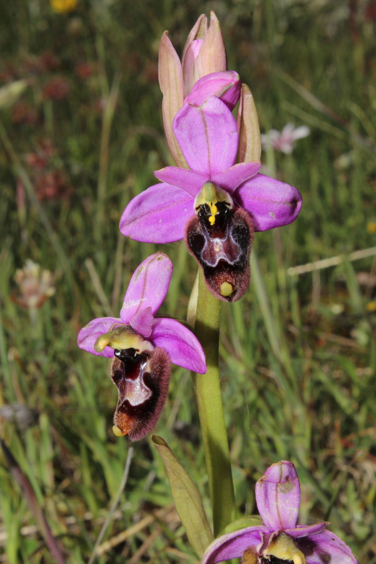 Ibrido Ophrys da determinare